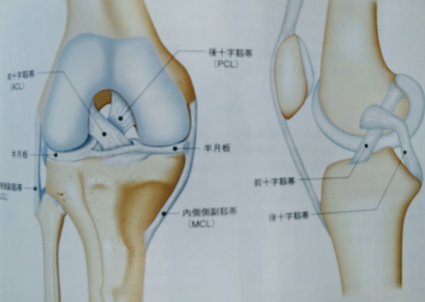 膝関節画像